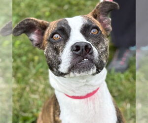 Boxer-Unknown Mix Dogs for adoption in Canton, CT, USA