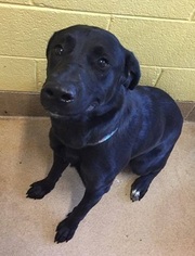 Labrador Retriever Dogs for adoption in Canon City, CO, USA