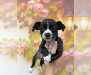 Chihuahua-Unknown Mix Dogs for adoption in San Bernardino, CA, USA