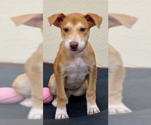 Labrador Retriever-Unknown Mix Dogs for adoption in Jefferson, NJ, USA