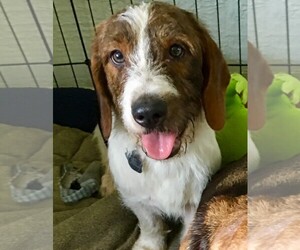 Basset Hound-Unknown Mix Dogs for adoption in Seminole, FL, USA