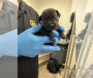 Labrador Retriever-Unknown Mix Dogs for adoption in Rosenberg, TX, USA