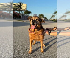 Collie-Unknown Mix Dogs for adoption in Pompano Beach , FL, USA