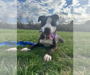 American Pit Bull Terrier-Unknown Mix Dogs for adoption in Germantown, OH, USA