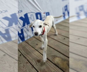 Labrador Retriever-Unknown Mix Dogs for adoption in Aurora, IN, USA