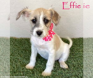 Jack Russell Terrier-Unknown Mix Dogs for adoption in San Diego, CA, USA