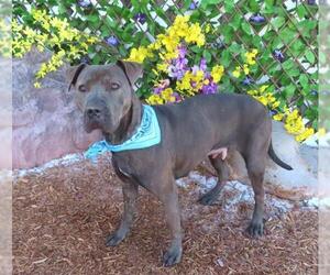 American Pit Bull Terrier-Unknown Mix Dogs for adoption in Oklahoma City, OK, USA