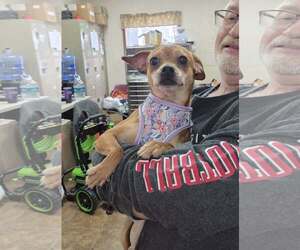 Chihuahua-Unknown Mix Dogs for adoption in Martinsburg, WV, USA