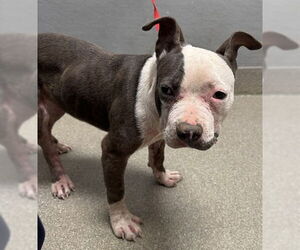 American Pit Bull Terrier-Unknown Mix Dogs for adoption in Las Vegas, NV, USA