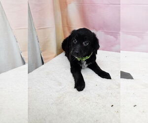 Dachshund-Unknown Mix Dogs for adoption in Metairie, LA, USA