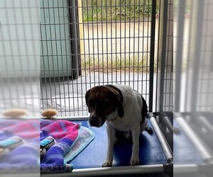 Beagle Dogs for adoption in Norfolk, VA, USA