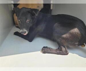 Shepradors Dogs for adoption in Houston, TX, USA