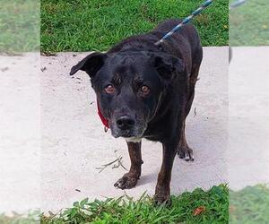 German Shepherd Dog-Unknown Mix Dogs for adoption in Fort Lauderdale, FL, USA
