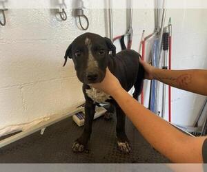 American Pit Bull Terrier-Unknown Mix Dogs for adoption in Corona, CA, USA