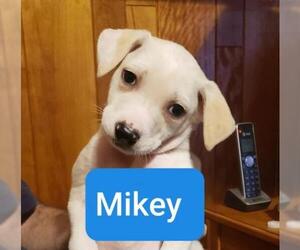 Labrador Retriever-Whippet Mix Dogs for adoption in Long Beach, CA, USA