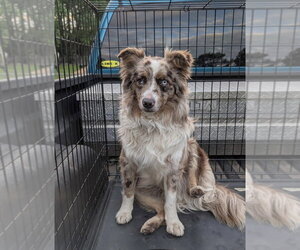 Australian Shepherd Dogs for adoption in Bolivar, MO, USA