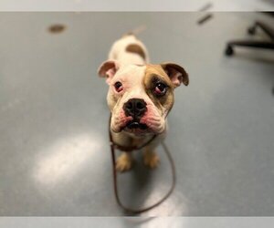 Bulldog Dogs for adoption in Denver, CO, USA