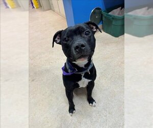 American Pit Bull Terrier-Staffordshire Bull Terrier Mix Dogs for adoption in Palmer, AK, USA