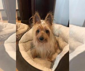 Silky Terrier-Unknown Mix Dogs for adoption in Sanford, FL, USA