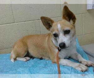 Chihuahua-Unknown Mix Dogs for adoption in Downey, CA, USA