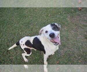 Mutt Dogs for adoption in Texas City, TX, USA