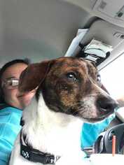 Jack Russell Terrier Dogs for adoption in Boston, MA, USA