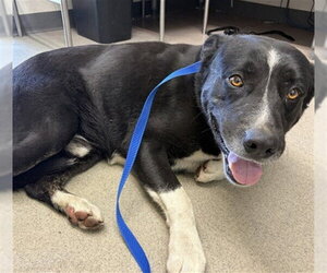 Akita-Unknown Mix Dogs for adoption in San Bernardino, CA, USA