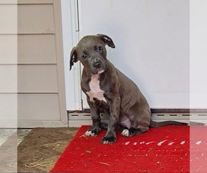 Great Dane-Labrador Retriever Mix Dogs for adoption in SHERBURNE, NY, USA
