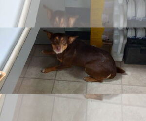 Mutt Dogs for adoption in Frenchburg, KY, USA