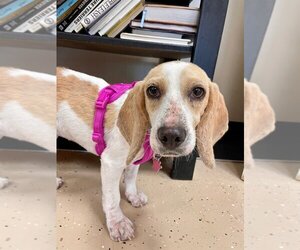 Beagle Dogs for adoption in Mundelein, IL, USA