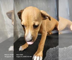 Mutt Dogs for adoption in San Antonio, TX, USA