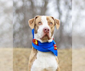 Catahoula Leopard Dog-Unknown Mix Dogs for adoption in Unionville, PA, USA