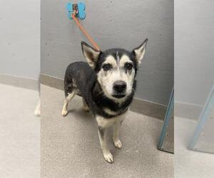 Siberian Husky-Unknown Mix Dogs for adoption in Las Vegas, NV, USA