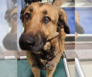 German Shepherd Dog Dogs for adoption in Bakersfield, CA, USA