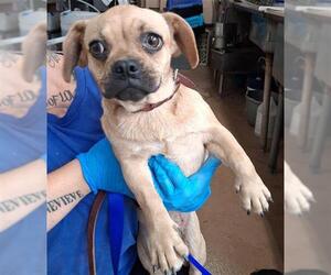 Frenchie Pug Dogs for adoption in Chula Vista, CA, USA