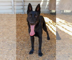 Mutt Dogs for adoption in Petaluma, CA, USA