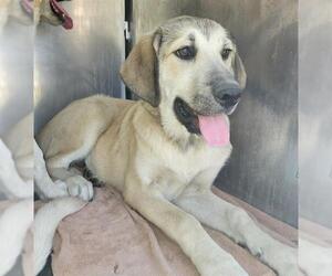 Anatolian Shepherd-Unknown Mix Dogs for adoption in San Antonio, TX, USA