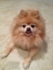 Pomeranian Dogs for adoption in Tampa, FL, USA