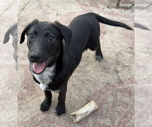 Labrador Retriever-Unknown Mix Dogs for adoption in Boston, MA, USA