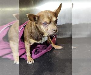 Chihuahua Dogs for adoption in San Antonio, TX, USA