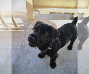 French Bulldog-Unknown Mix Dogs for adoption in Pacifica, CA, USA