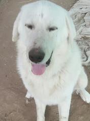 Great Pyrenees Dogs for adoption in Pipe Creek, TX, USA