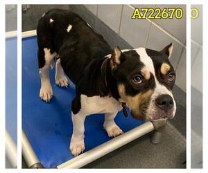 American Staffordshire Terrier Dogs for adoption in San Antonio, TX, USA