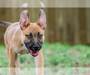 Medium Photo #1 American Pit Bull Terrier-German Shepherd Dog Mix Puppy For Sale in Denton, TX, USA