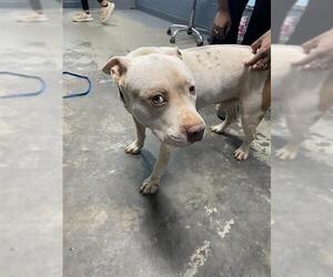 American Pit Bull Terrier Dogs for adoption in Tallahassee, FL, USA