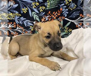 Labrador Retriever-Unknown Mix Dogs for adoption in Modesto, CA, USA