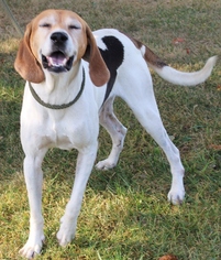 Treeing Walker Coonhound Dogs for adoption in Hillsdale, IN, USA