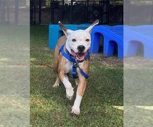 Boxer-Unknown Mix Dogs for adoption in Boston, MA, USA