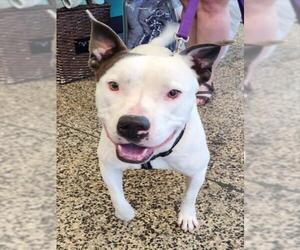 American Pit Bull Terrier Dogs for adoption in Tracy, CA, USA
