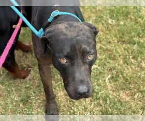 American Pit Bull Terrier-Unknown Mix Dogs for adoption in Tulsa, OK, USA